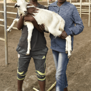 Fourth Day<br/> 4 Goats for Two Families